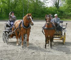 Reitsportverein mit vielfältigem 1. Mai-Programm und vielen Besuchern