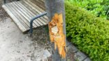 Idiotischer Vandalismus im Kirchgarten Leimen: </br>Baum schwer beschädigt, Zeugen gesucht