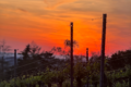 Romantischer Sonnenuntergang in den Weinbergen – Weingut Müller grillte an
