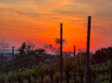 Romantischer Sonnenuntergang in den Weinbergen – Weingut Müller grillte an