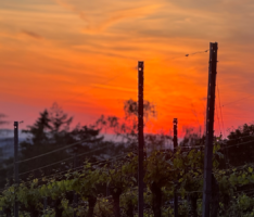 Romantischer Sonnenuntergang in den Weinbergen – Weingut Müller grillte an