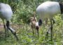 Erfolgreiche Nachzucht: Mandschuren-Kraniche im Zoo haben Nachwuchs