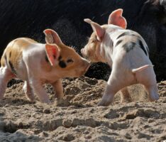 Sau Helga wirft neun kleine Schweine – </br>Ferkel erobern die Herzen der Zoobesucher