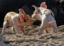 Sau Helga wirft neun kleine Schweine – Diese erobern die Herzen der Zoobesucher