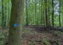 Manche Graffiti im Wald erlaubt: Hiebsvorbereitung mit Baummarkierungen