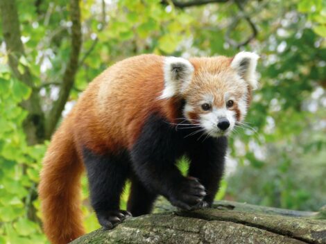 Artenschutztag im Zoo: <br>Von A wie Amphibienschutz bis Z wie Zoll