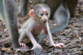 Botschafter der bedrohten Tierwelt<br/>Weißscheitelmangabe im Zoo geboren