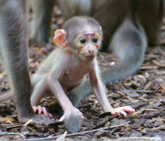 Botschafter der bedrohten Tierwelt<br/>Weißscheitelmangabe im Zoo geboren