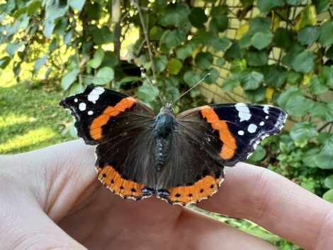 Abenteuer vor der Haustür mit Naturpark-Guide Paul Siemes: Ziege, Schmetterling & Co.
