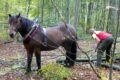 Out: Buche und Fichte – In: Eiche, Kastanie, Elsbeere – Rückepferd im Einsatz