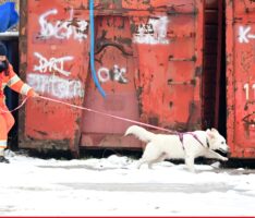Gemeinsames Training der Wasserrettungshunde