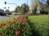 Sandhausen blüht auf: Frühlingserfolg durch Herbst-Pflanzaktion