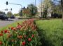 Sandhausen blüht auf: Frühlingserfolg durch Herbst-Pflanzaktion