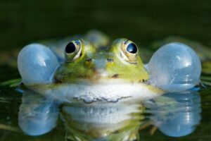 In den Teichen des Zoo Heidelberg fühlen sich auch Grünfrösche wohl.