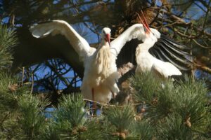 Im Zoo Heidelberg brüten aktuell zahlreiche Storchenpaare.