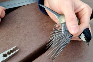 Beringungsaktionen helfen, Singvogelpopulationen im Zoo Heidelberg zu erforschen.