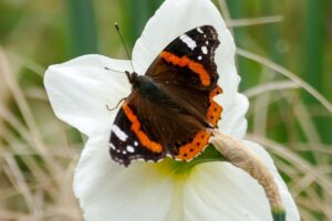 Im Zoo Heidelberg finden Insekten Nektar bei über 20.000 Frühblühern.