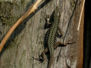 Der Zoo Heidelberg bietet naturnahe Rückzugsorte für heimische Arten wie die Mauereidechse.