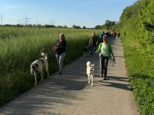 Spaziergang mit Hunden und Gassi-Gehern auf einem Feldweg bei sonnigem Wetter