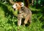 Lemur mit Augen wie Untertassen: </br>Zoo lädt zum Artenschutztag