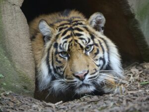 Tigerin schaut aus einer Höhle, liegt am Boden