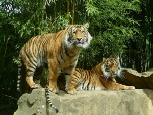 Zwei Sumatra-Tiger auf Felsblock vor Bambus, einer stehend, einer liegend