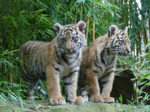 Zwei junge Tiger stehen nebeneinander im Bambus