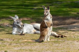 Rotes Riesenkänguru sitzt aufrecht, während ein zweites entspannt auf dem Boden liegt.