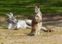Känguru-Karriere auf Kurpfälzisch: Die neue Australien-Wiese lockt Besucher