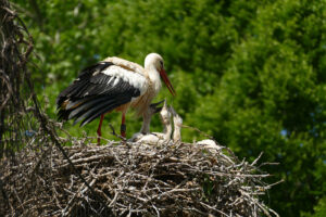 Weißstorch füttert mehrere Jungtiere in einem großen Nest aus Zweigen, vor grünem Blätterhintergrund.