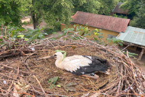 Ein junger Weißstorch liegt in einem Nest mit Stroh und Zweigen, ein schwarzer Ring ist am Bein erkennbar.