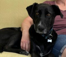 Drei Hundebrüder – Zwei fanden neue Heimat – Boyko wartet noch auf’s neue Leben