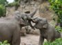 Exklusive Abendveranstaltung für Zoo-Freunde: Elefantentag am 17. September –