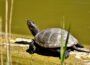 Faszination Wasserschildkröte – Entschleunigung im heimischen Gartenteich