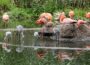 Kindergarten im Flamingosee – Flamingo-Nachwuchs im Zoo Heidelberg