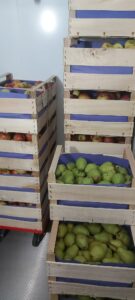 Gestapelte Holzkisten mit Äpfeln und Birnen in der Tafel Leimen, Kühlraumaufnahme, regionale Obstspende.