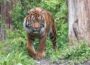 Sumatratiger Tebo gestorben – Traurige Nachricht aus dem Zoo
