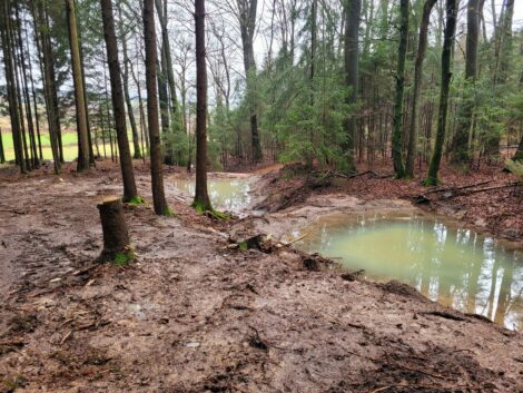 „Ab in den Wald“ mit dem Förster: <br>Vier Veranstaltungen im April
