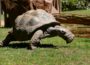 Es geht wieder rund im Zoo! Laufen für die Schildkröten