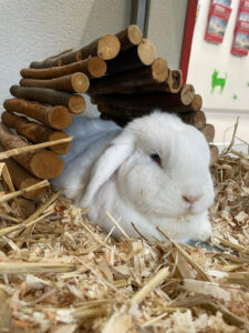 Weißes Kaninchen liegt in Stroh