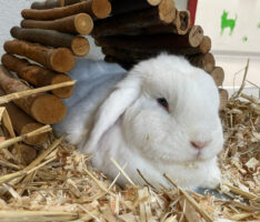 Kaninchenseniore Kasimir & Simba suchen ein neues Zuhause