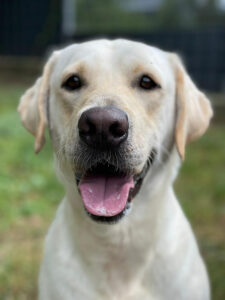 Hund Trix mit Hautproblemen