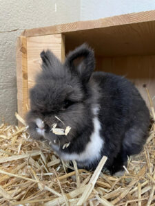 Braunes Kaninchen in einer Holzkiste