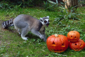 Lemur bei der Futtersuche in einem Kürbis