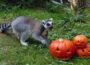 Kürbisse bringen Schwung in den Zoo: Tiere entdecken herbstliche Leckereien
