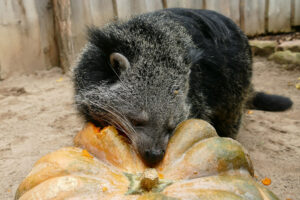 Binturong zerlegt einen Kürbis