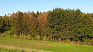 Überwinterungsbaum im Wald – Anzeichen von Borkenkäferbefall