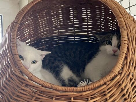 Scheue Katzen suchen ein Zuhause: So klappt’s mit der Integration