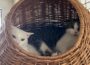 Scheue Katzen suchen ein Zuhause: So klappt’s mit der Integration