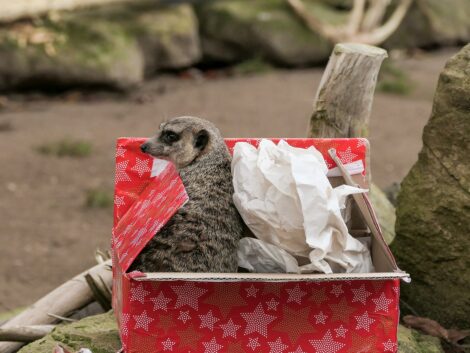 Tierische Weihnachtswünsche im Zoo – </br>Die beliebte Zoo-Wunschliste ist wieder da!